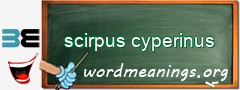 WordMeaning blackboard for scirpus cyperinus
